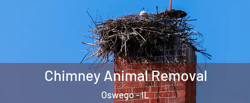  Chimney Animal Removal Oswego - IL